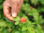 Kerben, Berry Asli Indonesia yang Tumbuh di Alam Liar