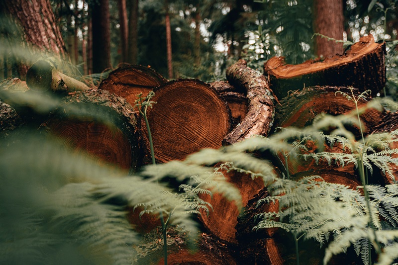 5 Fakta Meresahkan Terkait Kebakaran Hebat di Hutan Amazon Brasil
