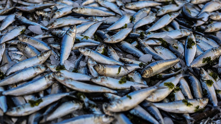 Kini Hadir Inovasi Teknologi untuk Petambak Ikan