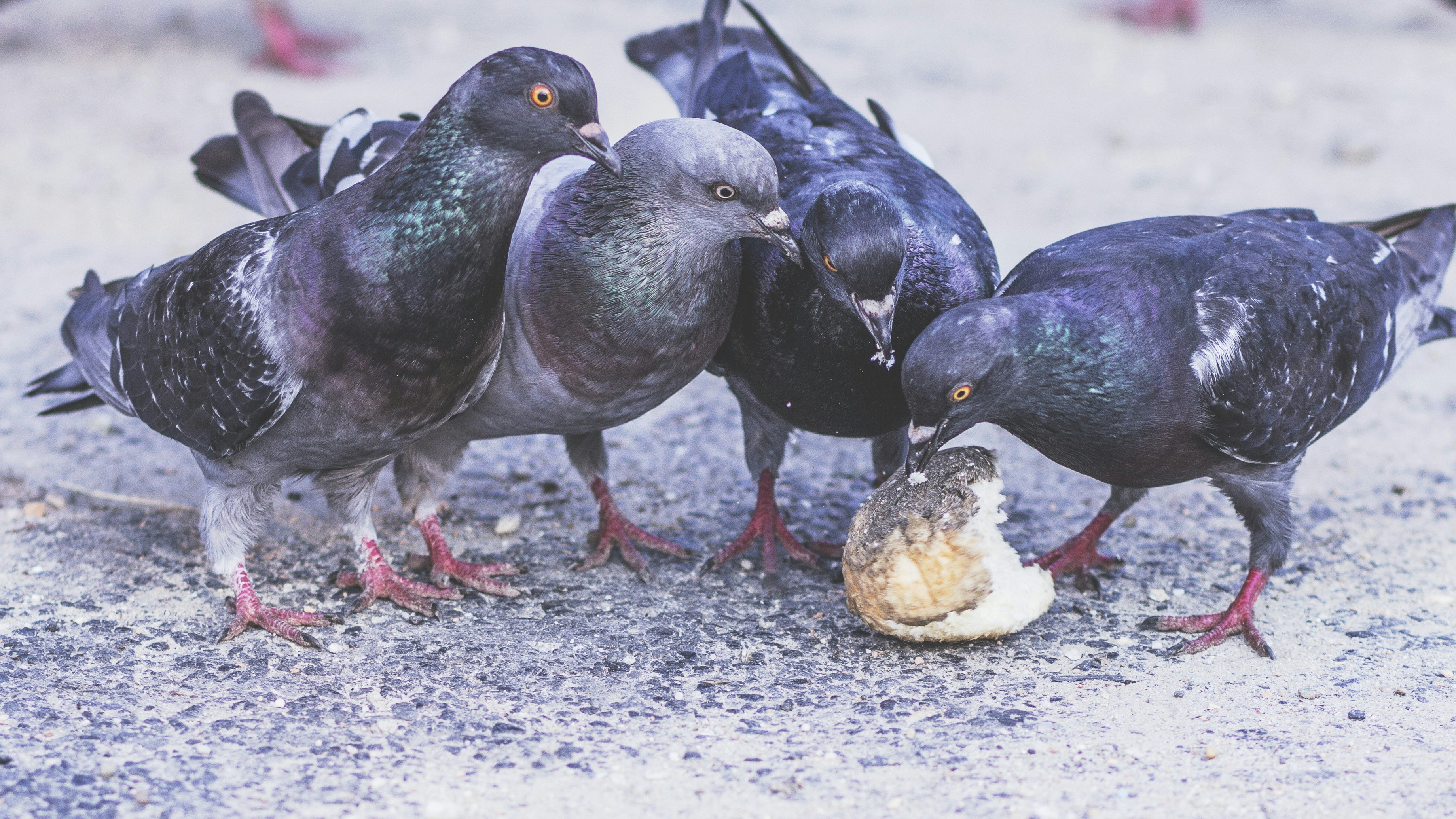 Pemerintah Seoul Berlakukan Denda Rp 11 Juta untuk Warga Beri Makan Burung Merpati, ini Penyebabnya