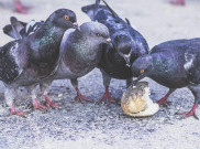 Pemerintah Seoul Berlakukan Denda Rp 11 Juta untuk Warga Beri Makan Burung Merpati, ini Penyebabnya