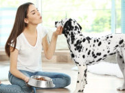Penelitian Menunjukkan Anjing Tahu Kita Jujur atau Berbohong