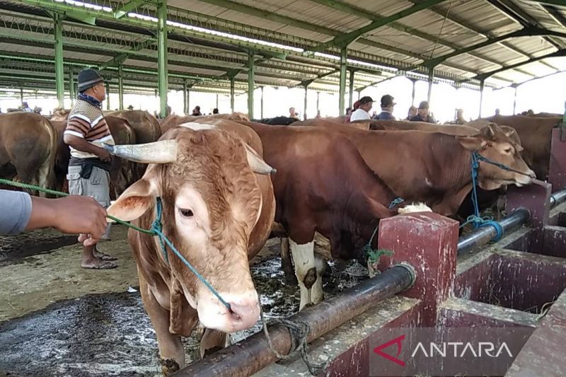 Cegah Wabah PMK, Pemprov DKI Setop Menerima Hewan Kurban Mulai 24 Juni