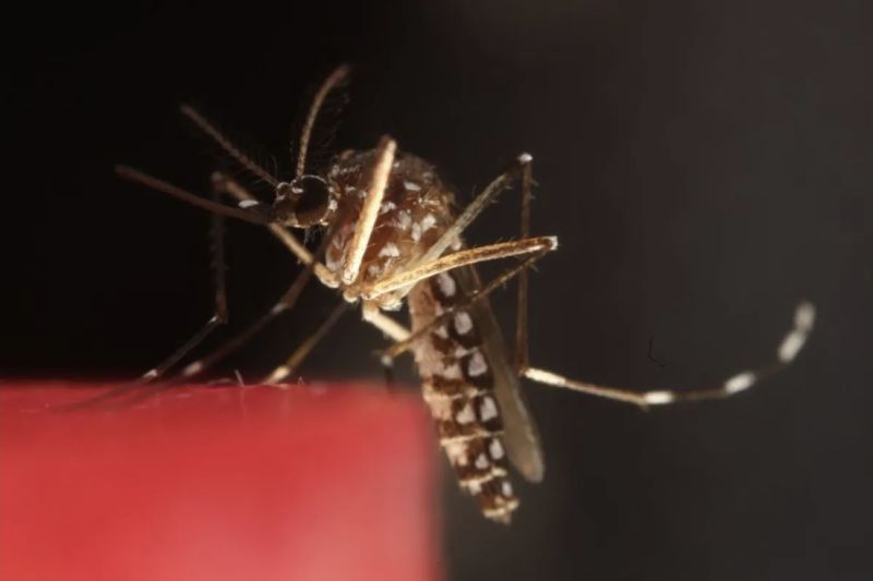 Kasus Malaria di Indonesia Turun, tetapi Masih Tertinggi Kedua di Asia