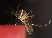 Kasus Malaria di Indonesia Turun, tetapi Masih Tertinggi Kedua di Asia