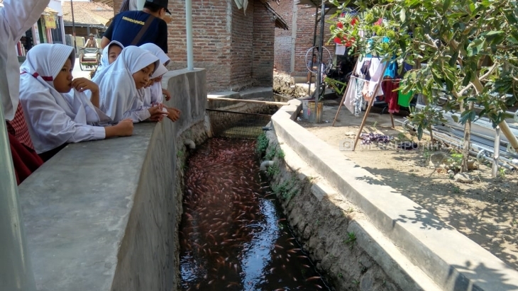 Seperti di Jepang, Selokan Desa di Cirebon Ini Disulap Menjadi Kolam Ikan