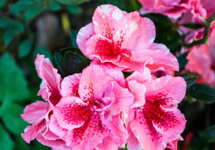 Tak Hanya Jadi Hiasan, Bunga-Bunga ini Juga Layak Konsumsi