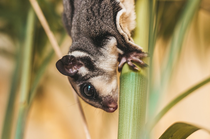 menjinakkan sugar glider