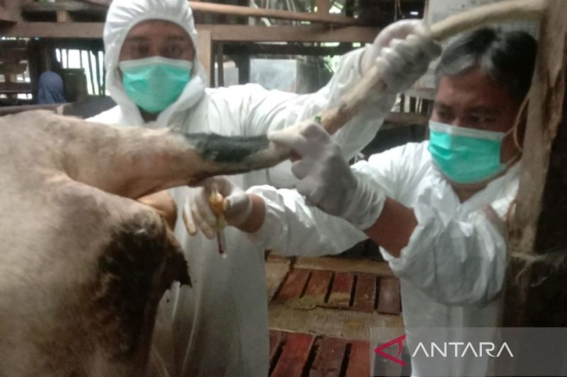 Jelang Idul Adha, Pemerintah Diminta Serius Atasi Wabah PMK
