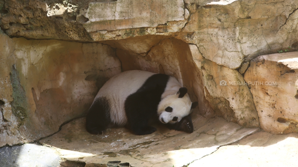 Sepasang Panda Lucu dan Menggemaskan Ini Jadi Magnet Wisatawan di Taman Safari