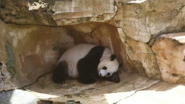 Mengintip Istana Panda Indonesia