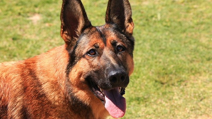 Fakta-Fakta tentang Belgian Malinois, Anjing yang Tewaskan ART Bimo Aryo