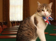Larry The Cat, jadi Bintang dalam Drama Mundurnya Boris Johnson