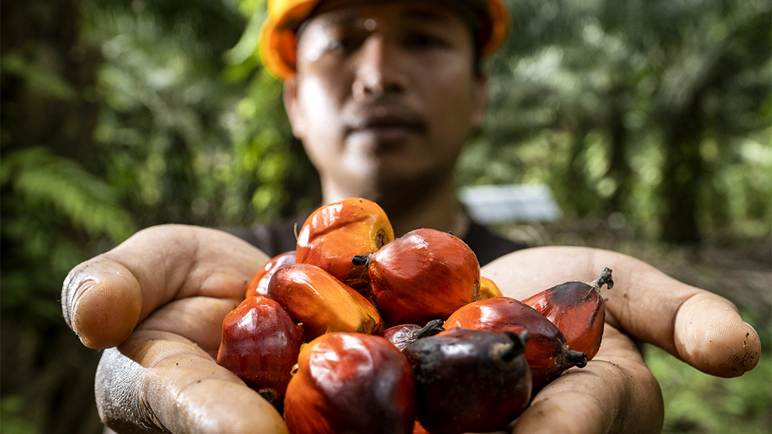 PASPI Apresiasi Komitmen BPDP di Riset Kelapa Sawit, Dorong Invensi Jadi Inovasi Bisnis