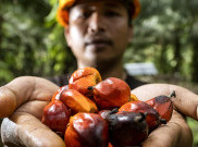 PASPI Apresiasi Komitmen BPDP di Riset Kelapa Sawit, Dorong Invensi Jadi Inovasi Bisnis