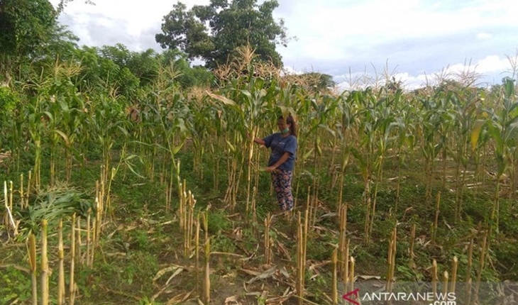 Pemerintah Diminta Tak Biarkan Poso Jadi Ladang Pembantaian Warga Tak Berdosa