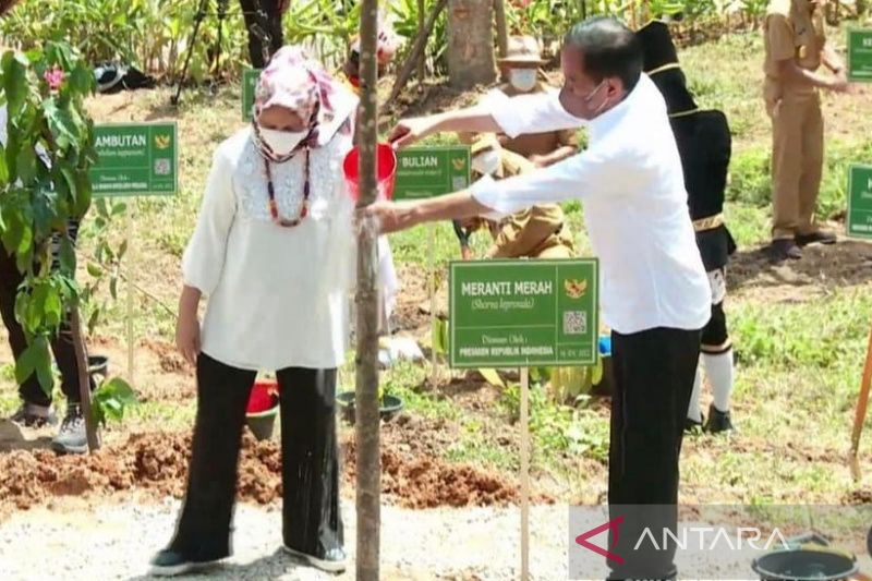 Presiden Jokowi didampingi Ibu negara Hj Iriana Jokowi melakukan penanaman pohon di area IKN. (ANTARA/R'sya R)