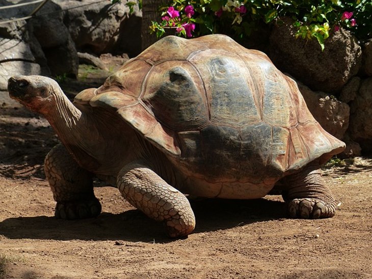 sulcata