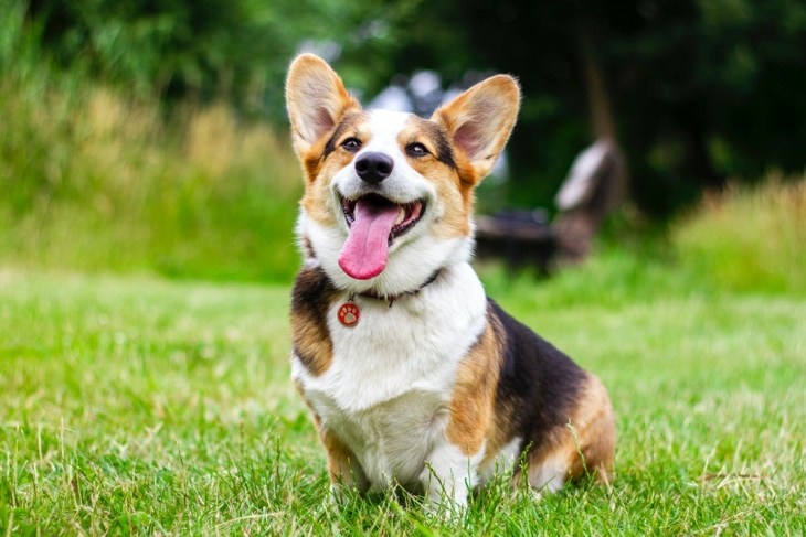 Telinga anjing berbeda dengan telinga manusia dari segi pendengaran (Foto: pexels/It's me, Marrie)