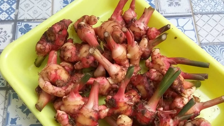 Miliki Tubuh Sehat dengan Jahe Merah