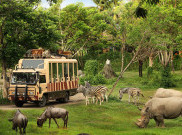 Taman Safari Indonesia Ikut Lelang Pengelolaan Kebun Binatang Bandung, Minta Keterbukaan