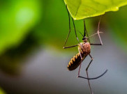 Cara Aman Membasmi Nyamuk di Halaman Rumah