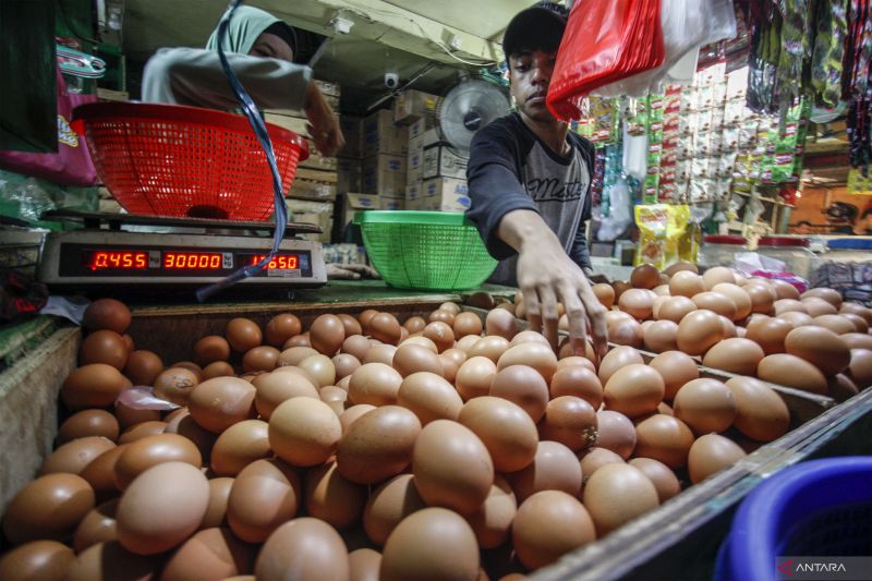Harga Telur Melonjak 32 Persen, Alasanya Harga Jagung Naik dan Produksi Minus