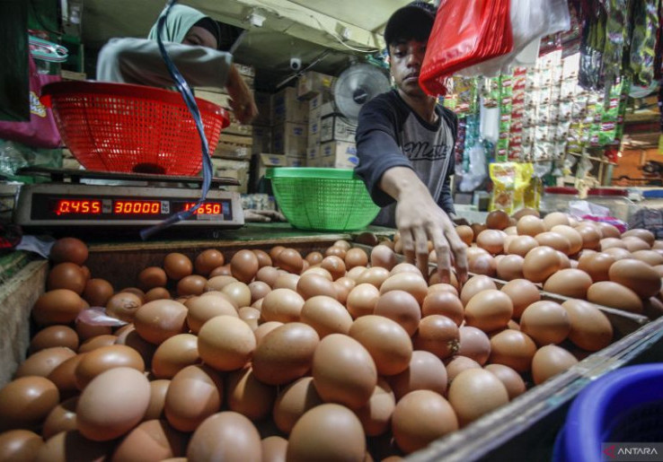 Harga Ayam dan Telur Melonjak, Badan Pangan Mulai Distribusikan Jagung Pakan SPHP ke Peternak