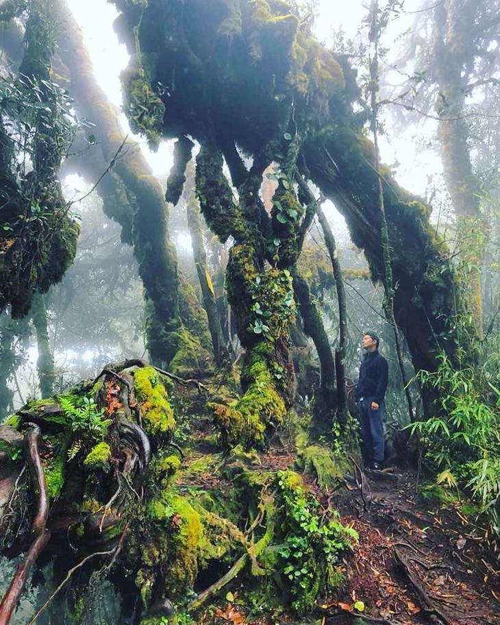  Orang-orang menyebut hutan di Brinchang sebagai Hutan Lumut. (Foto: instagram.com/foreveratraveler_)