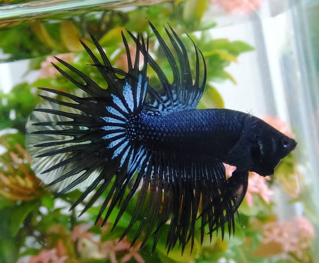 Gambar 1 Ikan Crowntail Orchid biru  size S+  termasuk jenis yang laku pada perlelangan (Foto: Doc. Alamsyah Pratama)