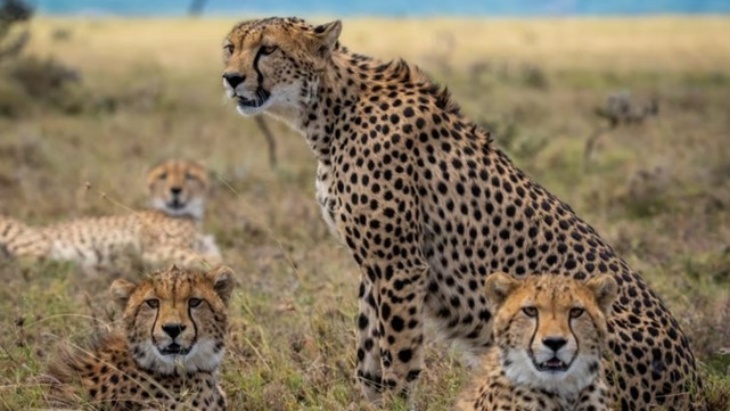 Setelah 70 Tahun, Cheetah akan Kembali ke India