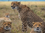 Setelah 70 Tahun, Cheetah akan Kembali ke India