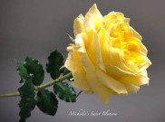 Karya Bunga Gula Ultra-Realistis ini Jadi Sorotan di Internet