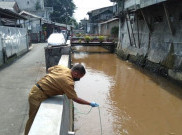 DLH DKI Libatkan IPB Selidiki Kematian Ribuan Ikan Sapu-sapu di Kali Baru