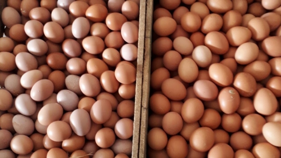 Jelang Tahun Baru, Permintaan Telur Ayam dam Daging Sapi Melonjak