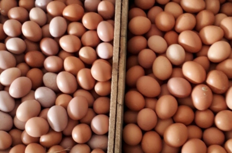 Jelang Tahun Baru, Permintaan Telur Ayam dam Daging Sapi Melonjak