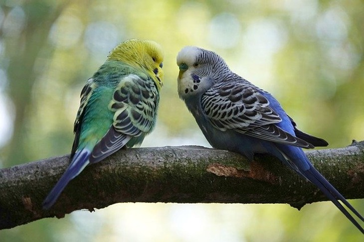 Burung Beo