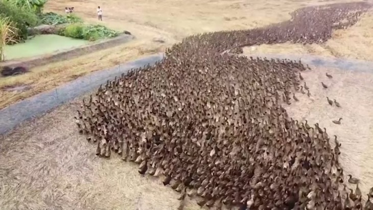 Viral, Thailand Gunakan 'Pestisida Bebek' untuk Bersihkan Sawah dari Hama
