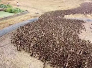 Viral, Thailand Gunakan 'Pestisida Bebek' untuk Bersihkan Sawah dari Hama