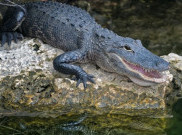 Diterkam Aligator, Pengorbanan Lansia untuk Anjing Kesayangannya di Florida