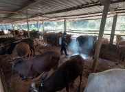 Berbatasan Langsung dengan Gunungkidul, Wonogiri Masih Buka Pasar Hewan Sapi