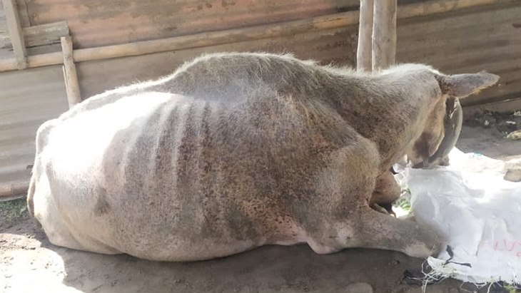 Kerbau Bule Nyai Manis Sepuh Keraton Surakarta Mati di Kandang karena Sakit Radang Lambung