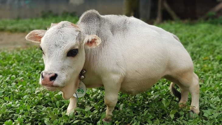 Hanya Setinggi 51cm, Ini Sapi Terkecil di Dunia
