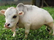 Hanya Setinggi 51cm, Ini Sapi Terkecil di Dunia