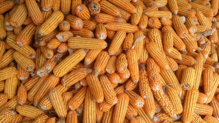 Jagung dan Segudang Manfaatnya