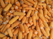 Jagung dan Segudang Manfaatnya