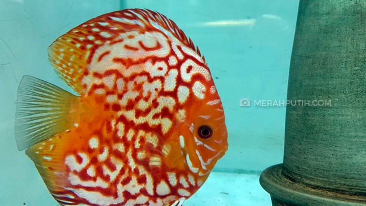Bisnis Ikan Discus Tembus Puluhan Juta Rupiah Per Bulan