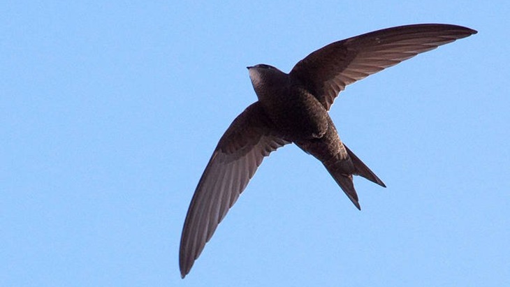 Burung Kecil Ini Bisa Terbang Selama 10 Bulan Tanpa Mendarat