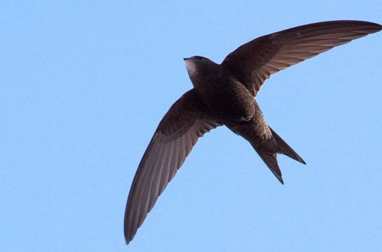 Burung Kecil Ini Bisa Terbang Selama 10 Bulan Tanpa Mendarat