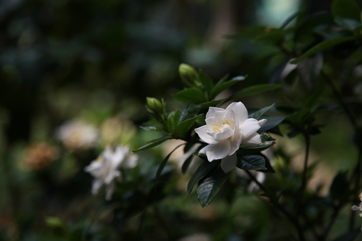 (Trivia 1) Tanaman gardenia memiliki aroma menyegarkan sebagai bahan pembuatan parfum (Pixabay Nanoom)